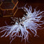 Fairy Geometric Alloy Feather Hair Accessory with Crystal Embellishment