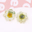 Dried Flower Resin DIY Accessories - 25x25mm Transparent Chrysanthemum Embellishments